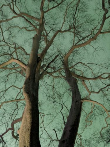 alberi astratti
